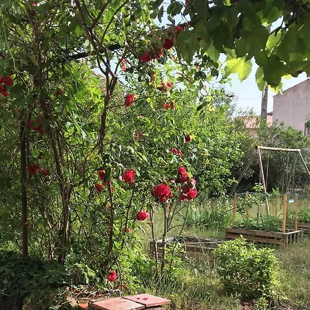 Du Figuier, Maison De Appartamento Le Bousquet-d'Orb